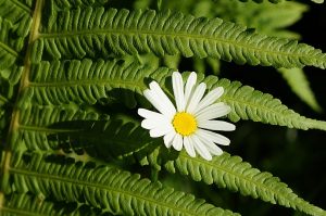 Kwiat paproci, jemioła i inne rośliny o magicznych właściwościach